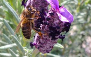 Biene auf Lavendelblüte