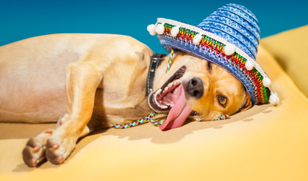 betrunkener Hund mit Sombrero