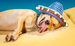 betrunkener Hund mit Sombrero