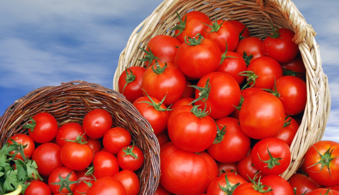 Reife Tomaten in Körben