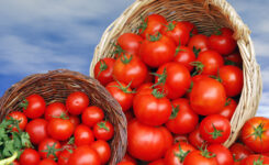 Reife Tomaten in Körben