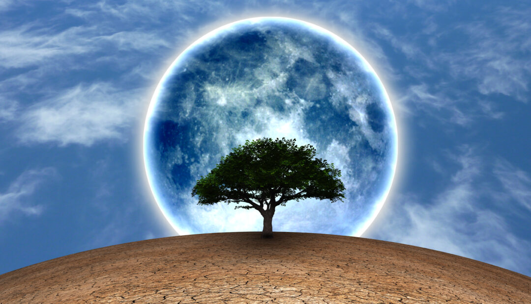 Grüner Baum auf trockener Erde im Hintergrund der Mond und blauer Himmel. 